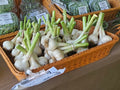 Fresh Green Garlic