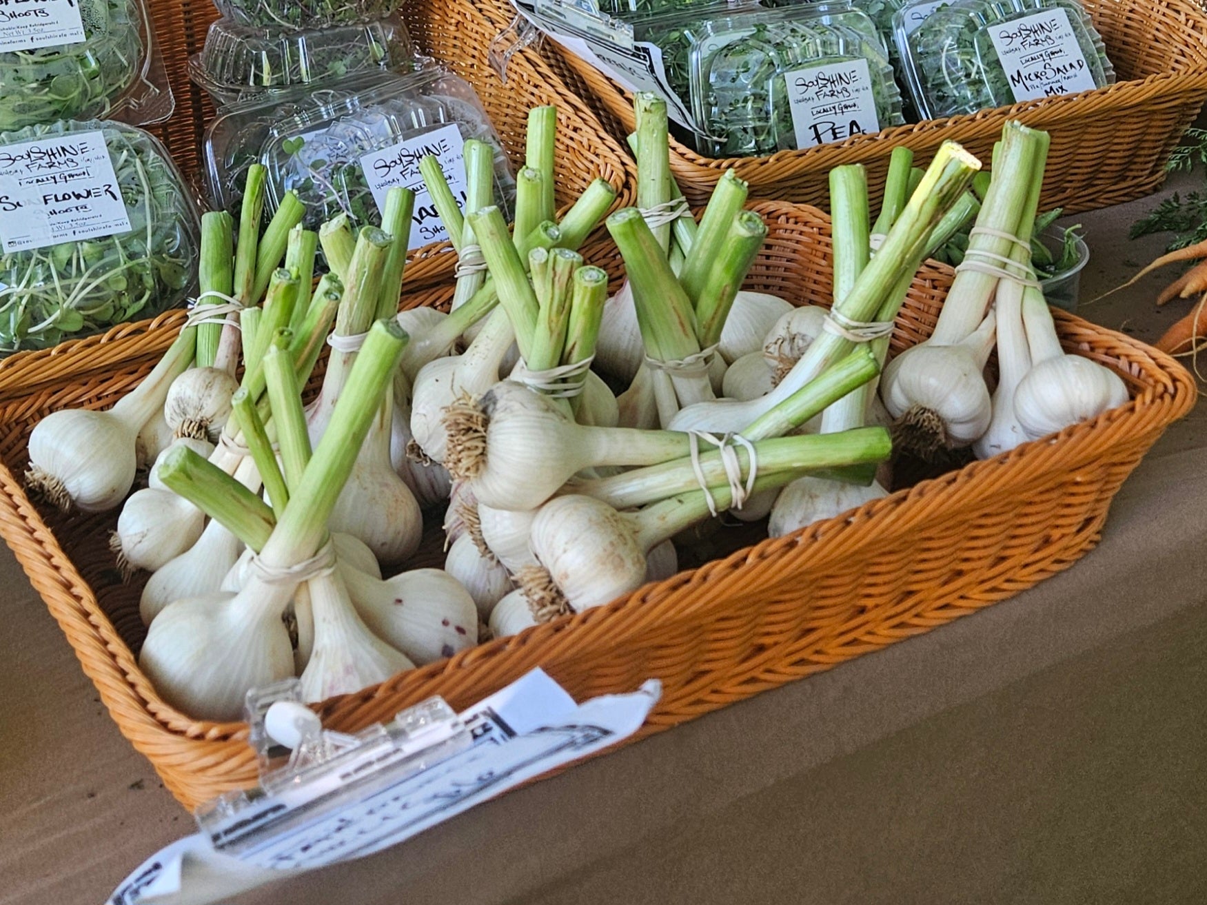 Fresh Green Garlic