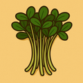 Sunflower Shoots