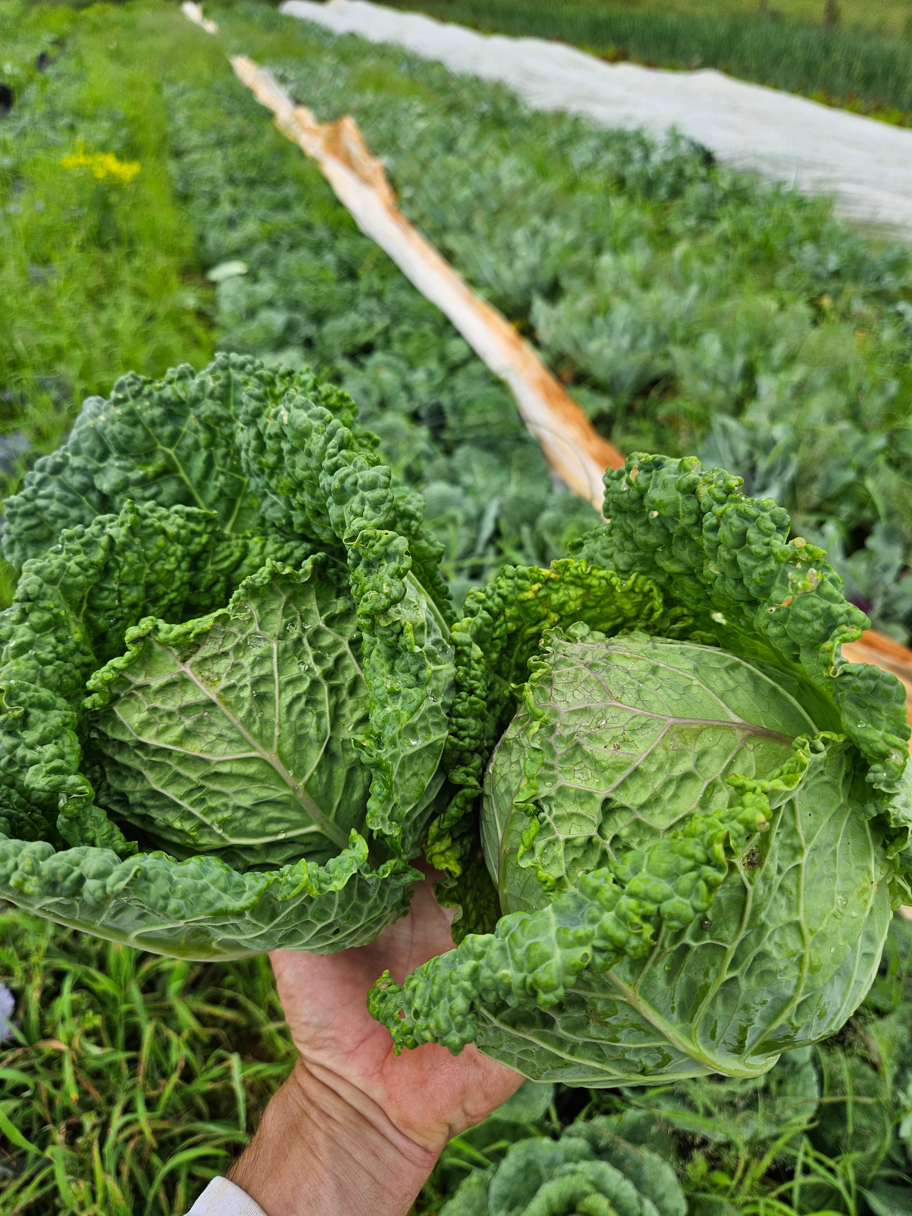 Summer Savoy Cabbage