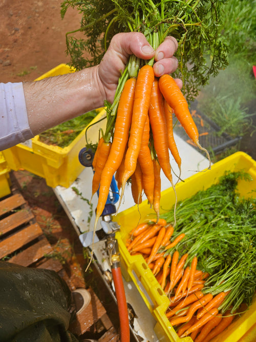Carrots