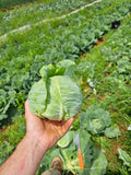 Green Cabbage
