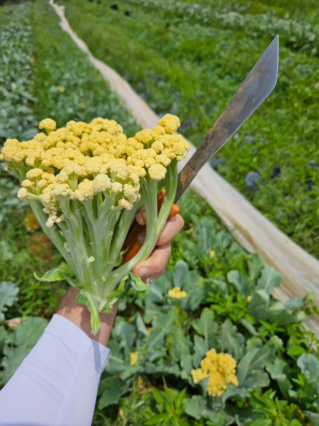 Sprouting Cauliflower