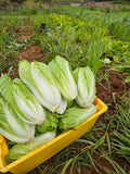 Napa Cabbage