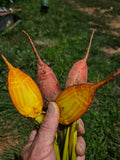 Golden Beets