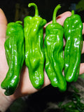 Shishito Peppers