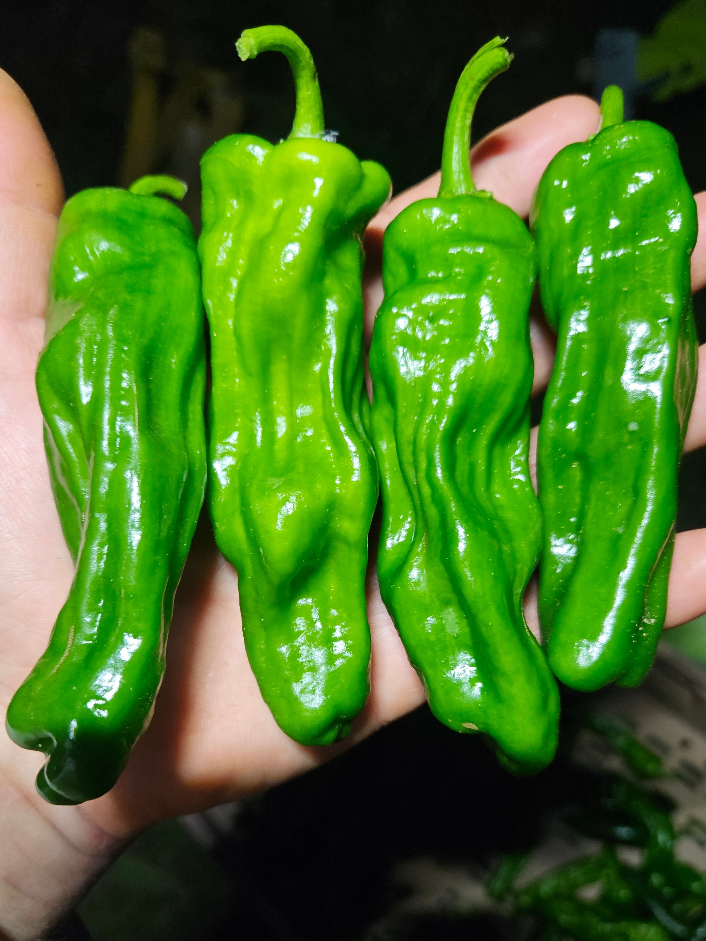 Shishito Peppers