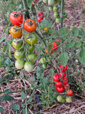 Cherry Tomatoes