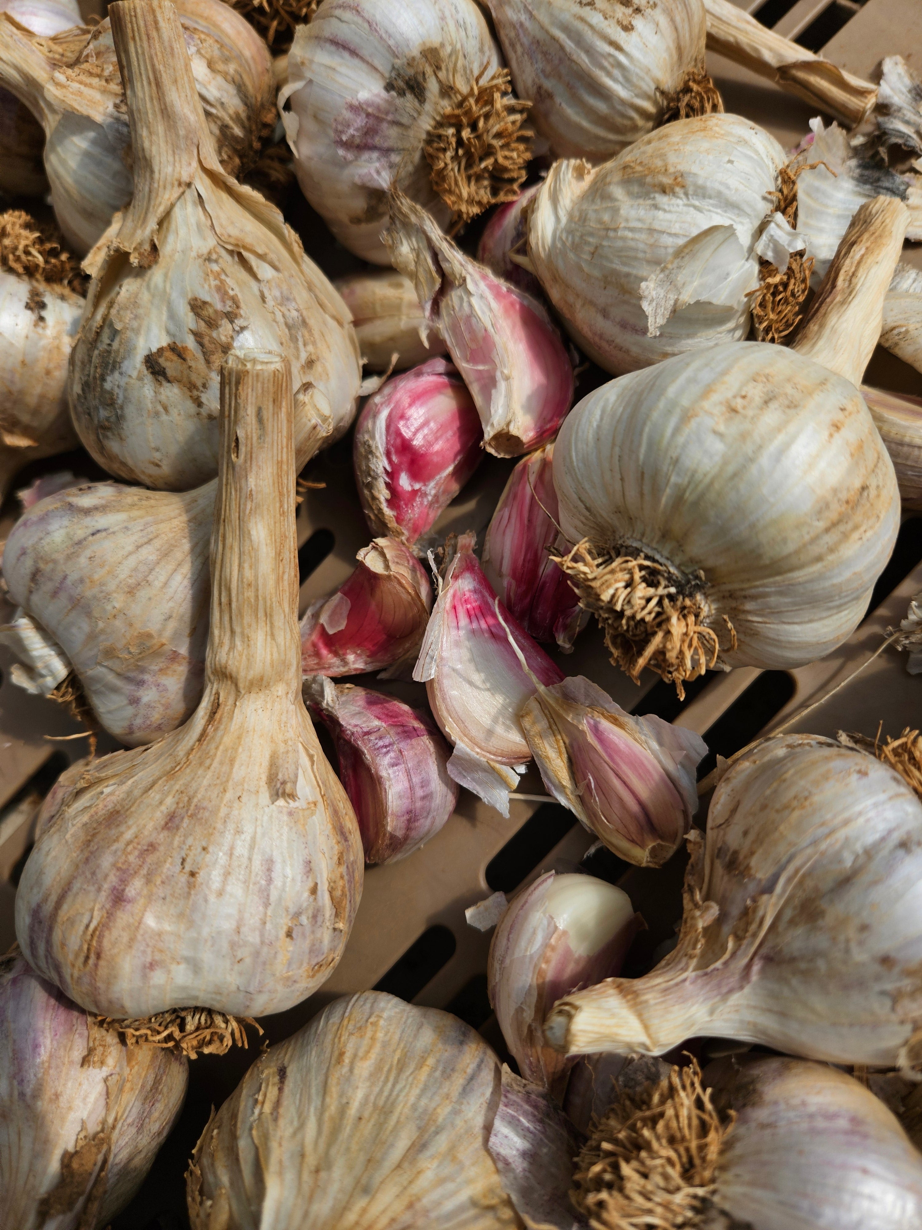 Garlic - Hardneck