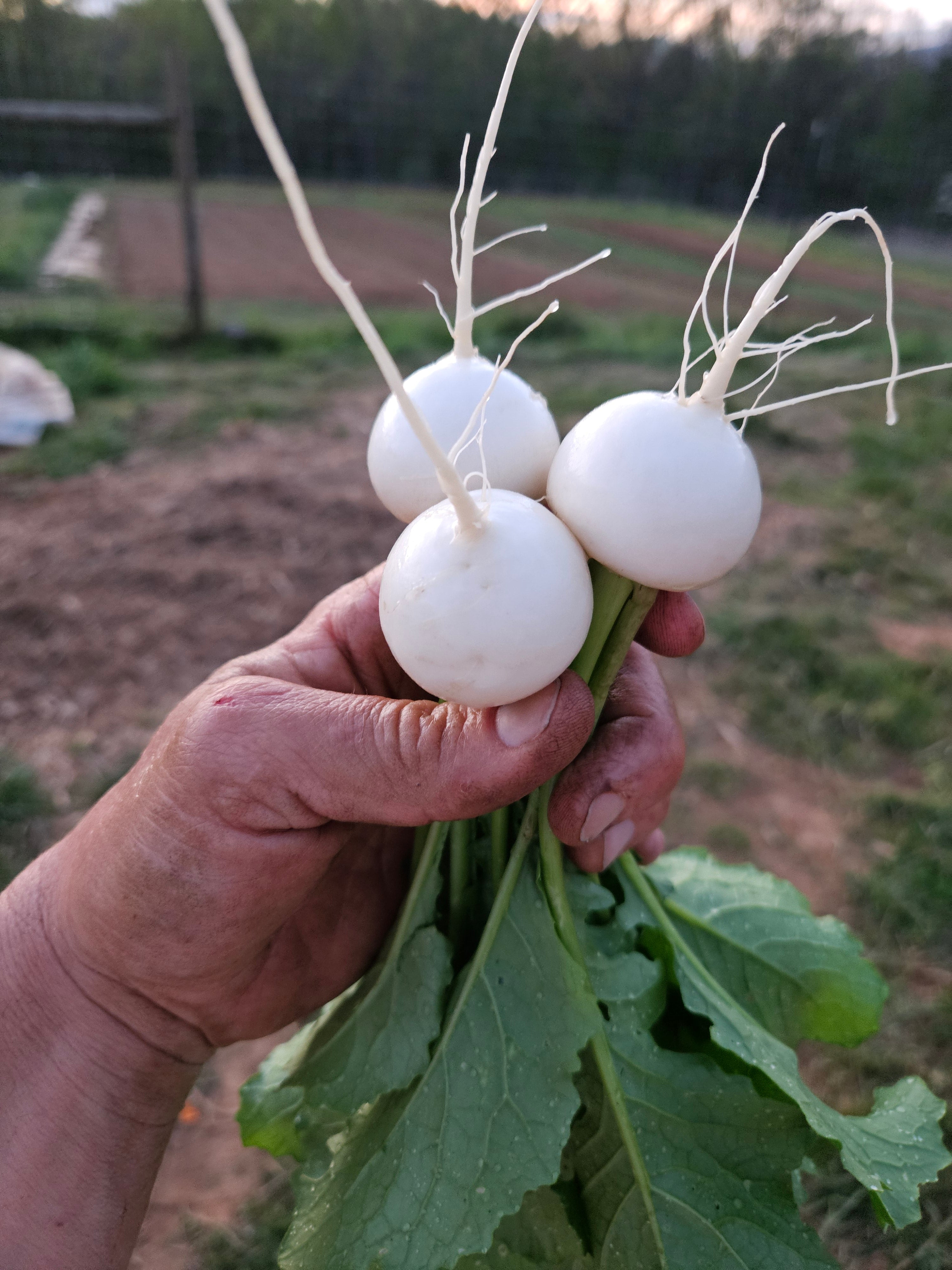 Hakurei Turnips